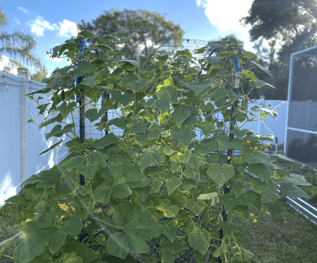 cucumber plant